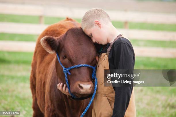 boy with his calf - cow cuddling stock pictures, royalty-free photos & images