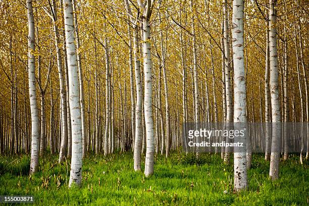 白樺の木々 - birch forest ストックフォトと画像