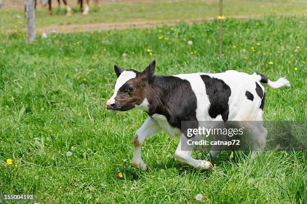 veau course en pâturage sur herbe, lait de vache frisonne - vache frisonne photos et images de collection