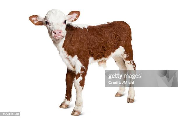 hereford calf on white background looking at camera. - baby animals stock pictures, royalty-free photos & images