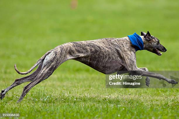 greyhoud lure coursing - greyhounds imagens e fotografias de stock