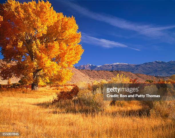 owen's  valley's awesome autumn (pg) - cottonwood stock pictures, royalty-free photos & images