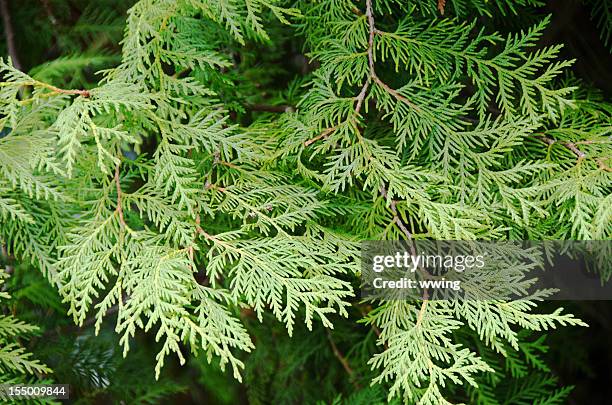 cedar boughs - cedar tree fotografías e imágenes de stock