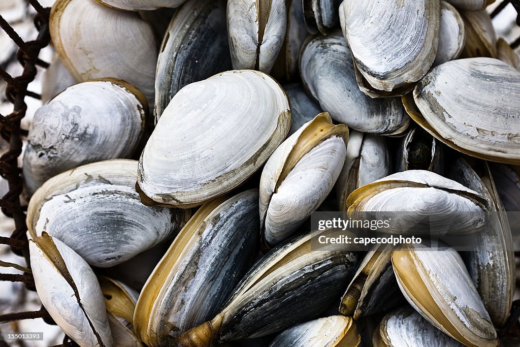 Pile of Clams