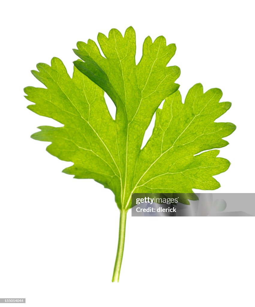 Cilantro Leaf