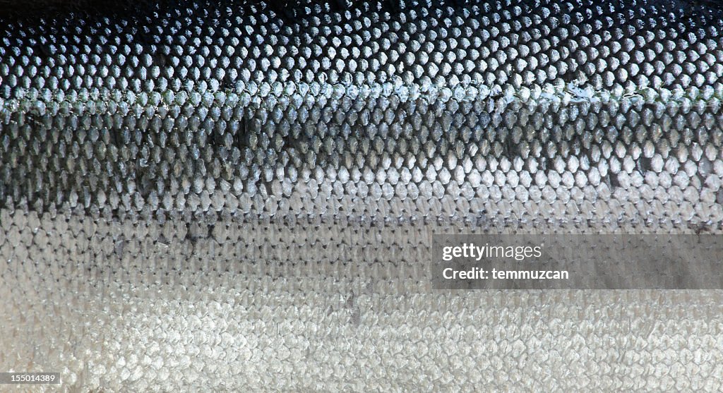 Closeup of salmon skin background