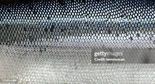 closeup of salmon skin background - animal scale stock pictures, royalty-free photos & images