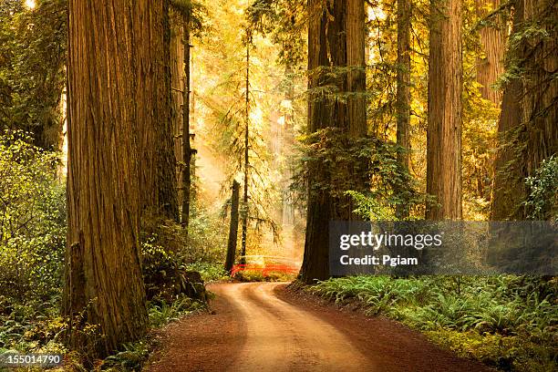 dirt road through redwood trees in the forest - state park stock pictures, royalty-free photos & images