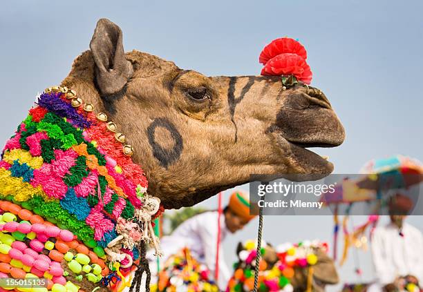 colorful decorated camel puskar fair india - camel stock pictures, royalty-free photos & images