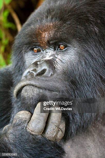 gorila lomo plateado retrato - gorilla fotografías e imágenes de stock