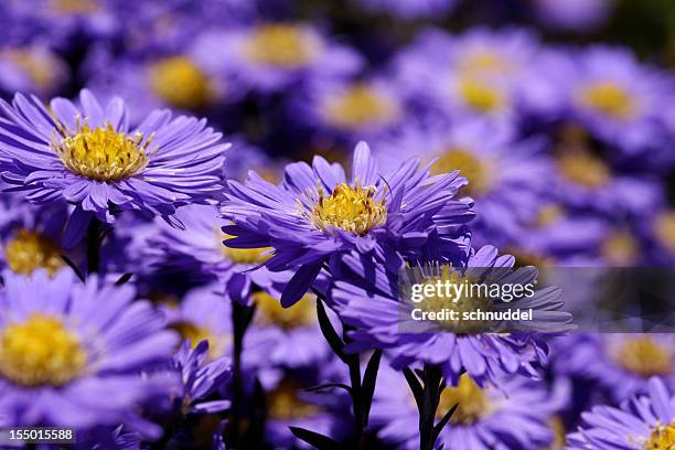 purple michaelmas daisies - herbstaster stock pictures, royalty-free photos & images