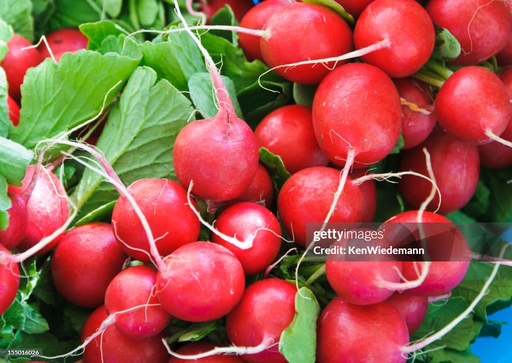 Rábano rojo