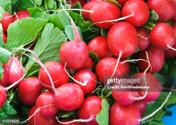 red radish - radijs stockfoto's en -beelden