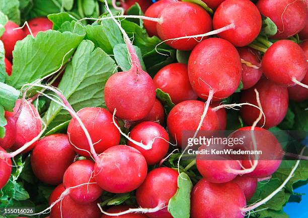 red radish - radish stock pictures, royalty-free photos & images