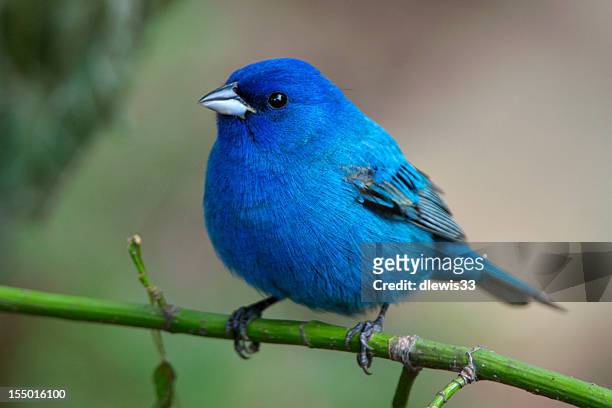 bluebird on green stem in the arkansas wild - indigo bunting stock pictures, royalty-free photos & images