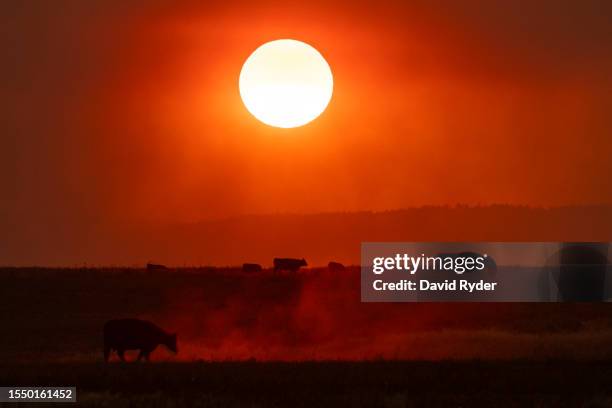 Cattle graze below a sunset tinted orange by smoke from the Newell Road Fire on July 23, 2023 near Dot, Washington. Dry and windy weather has fueled...