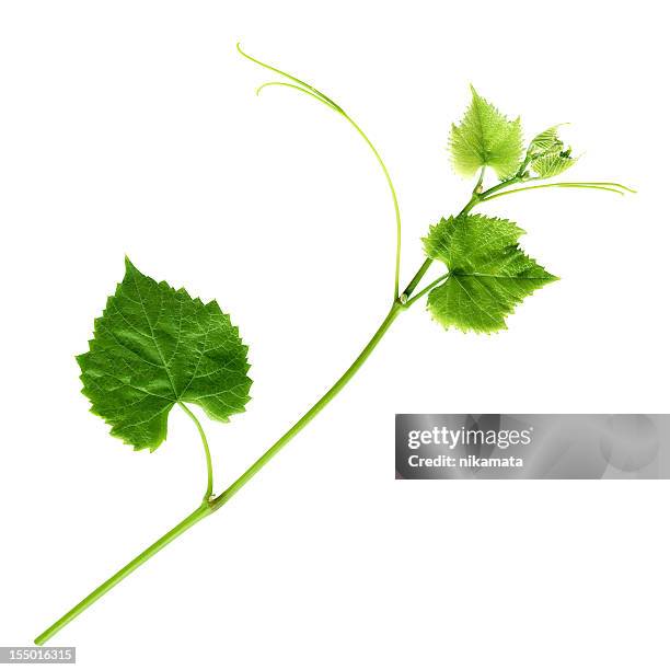 young branch of grapevine - grape leaf stock pictures, royalty-free photos & images