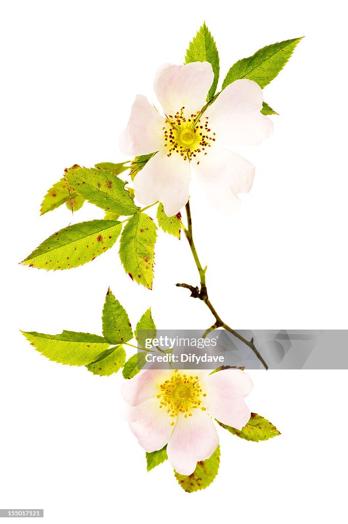 Flowers Stem And Leaves Of The Dog Rose Rosa Canina