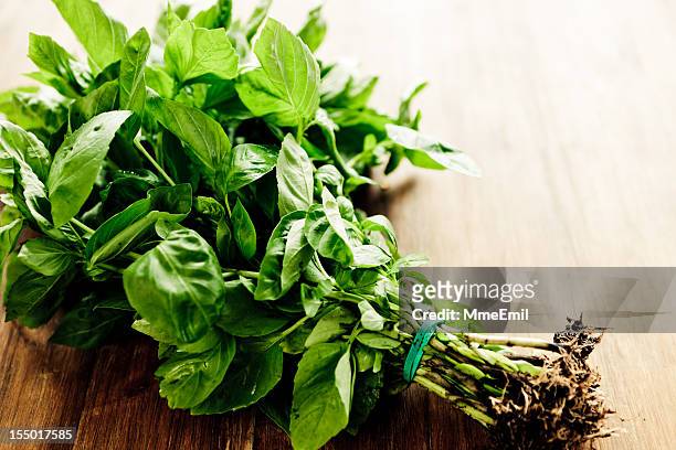 freshly picked bunch of basil on wooden table - basil stock pictures, royalty-free photos & images