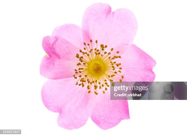 wild rose - wild rose stock pictures, royalty-free photos & images