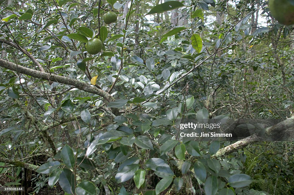 Pond apple (Annona glabra)