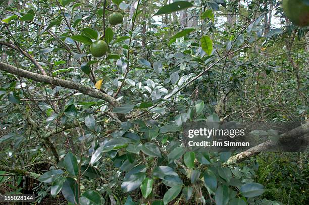 pond apple (annona glabra) - annona glabra stock pictures, royalty-free photos & images