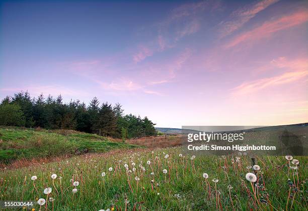 field of dandelions, west yorkshire - simon higginbottom fotografías e imágenes de stock