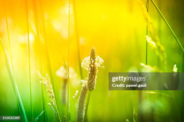 ribwort plantain in meadow during sunset - plantain stock pictures, royalty-free photos & images