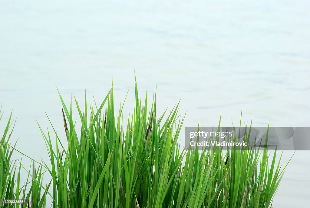 Reed grass water