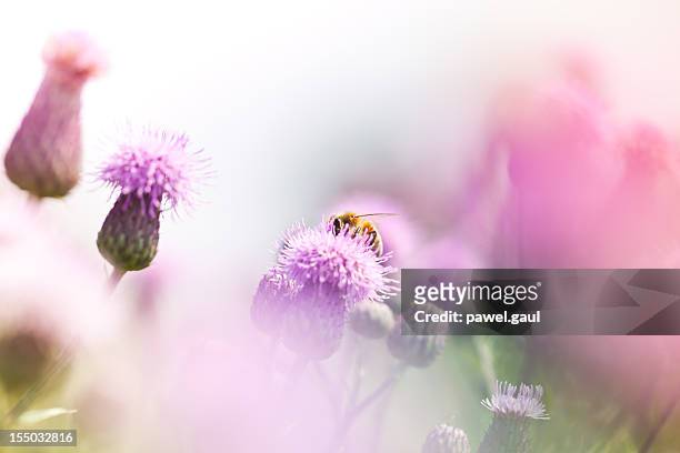 honig biene pollinating distel in wiese - bee flower grass stock-fotos und bilder