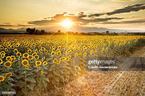 golden sonnenblumen - sonnenblume stock-fotos und bilder