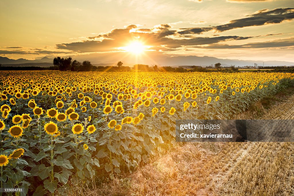 Golden sunflowers