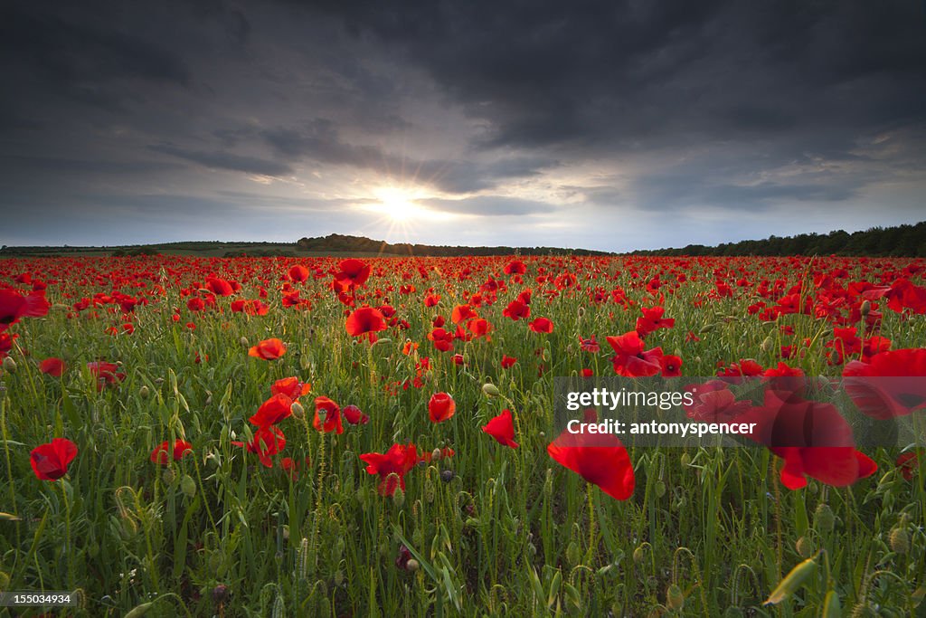 Stormy poppyfield sunset