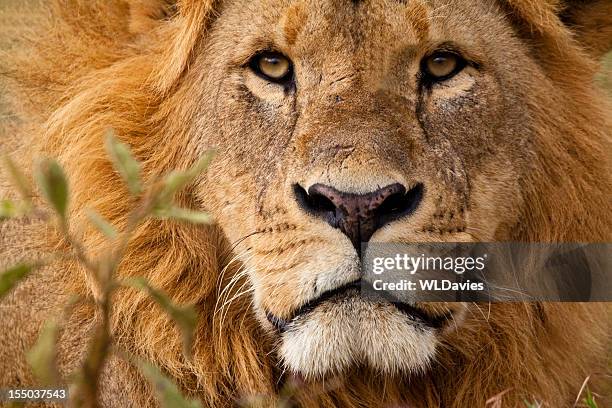 löwe-porträt - lion situation stock-fotos und bilder