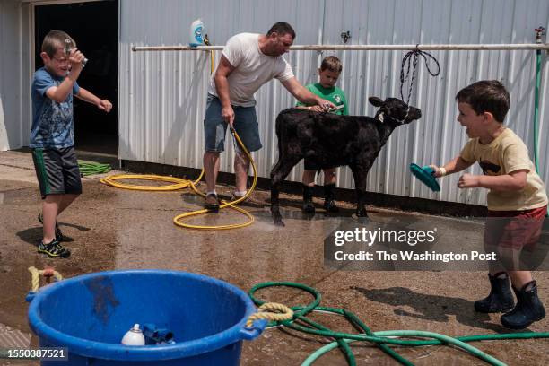 July 22: Fairgoers wash a calf while two young kids play with hoses at the Boone County Fair in Boone, Iowa, on Saturday, July 22, 2023.