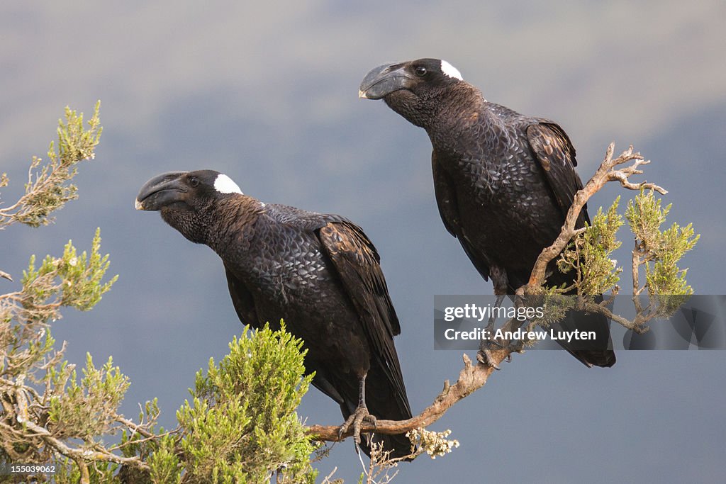 Thick Billed Ravens