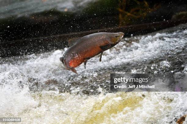 Salmon attempt to leap up the fish ladder in the river Etterick on October 31, 2012 in Selkirk, Scotland. The salmon are returning upstream from the...