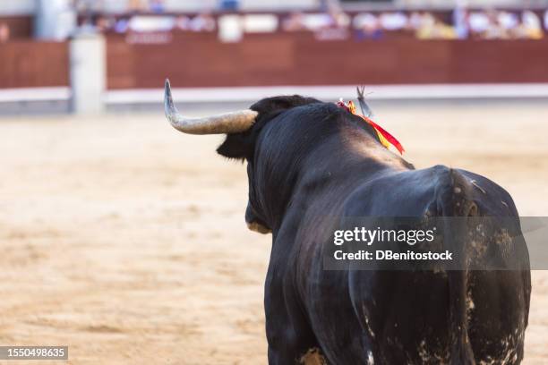 fighting bull in the arena. bullfighting, corrida, fiesta, tradition and bullfighter concept. - stierengevecht stockfoto's en -beelden