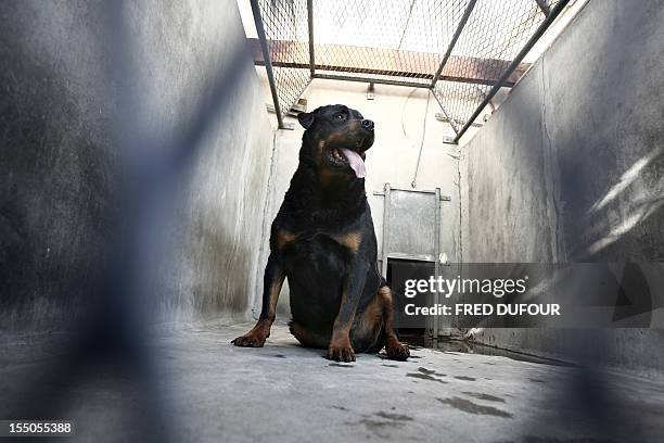 Picture taken 10 January 2008 shows the rottweiler, Sultan, in a cage at the animal protection shelter of Brignais. The dog mortally bit two-year old...