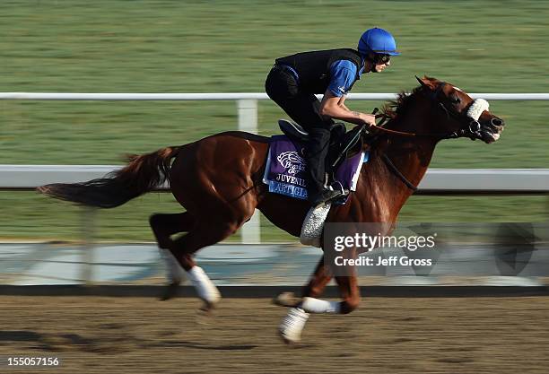 Artigiano trains in preparation for the 2012 Breeder's Cup at Santa Anita Park on October 31, 2012 in Arcadia, California.