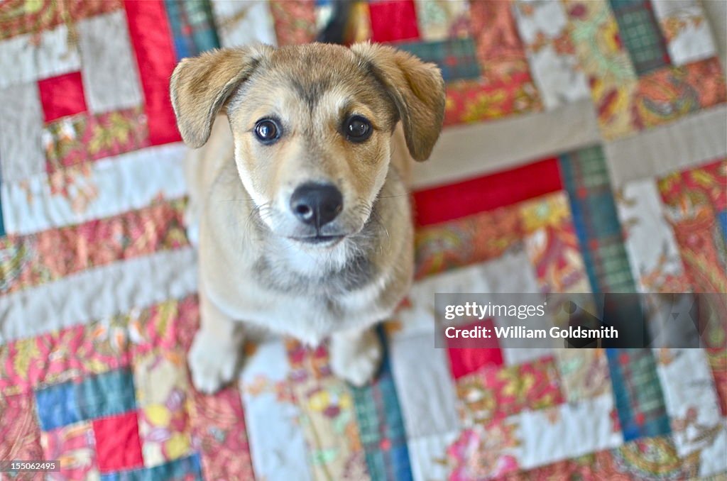 Puppy Looks Up at Photographer