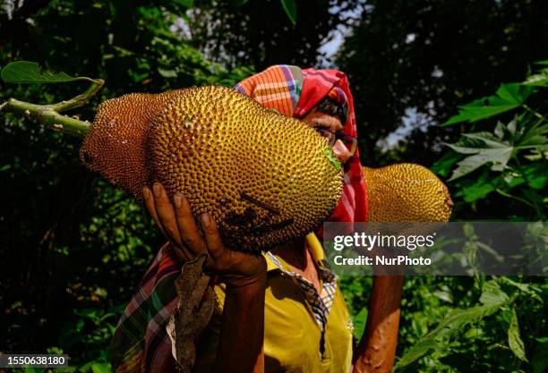 The jackfruit trees belong to the Moraceae family and grow in abundance in countries like India, Bangladesh, Sri Lanka, and other countries in...