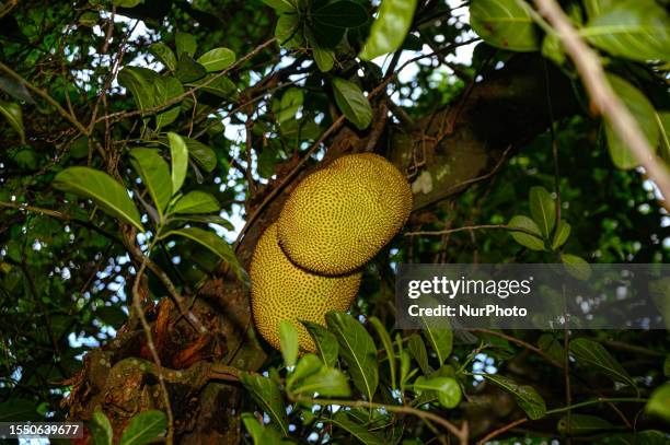 The jackfruit trees belong to the Moraceae family and grow in abundance in countries like India, Bangladesh, Sri Lanka, and other countries in...