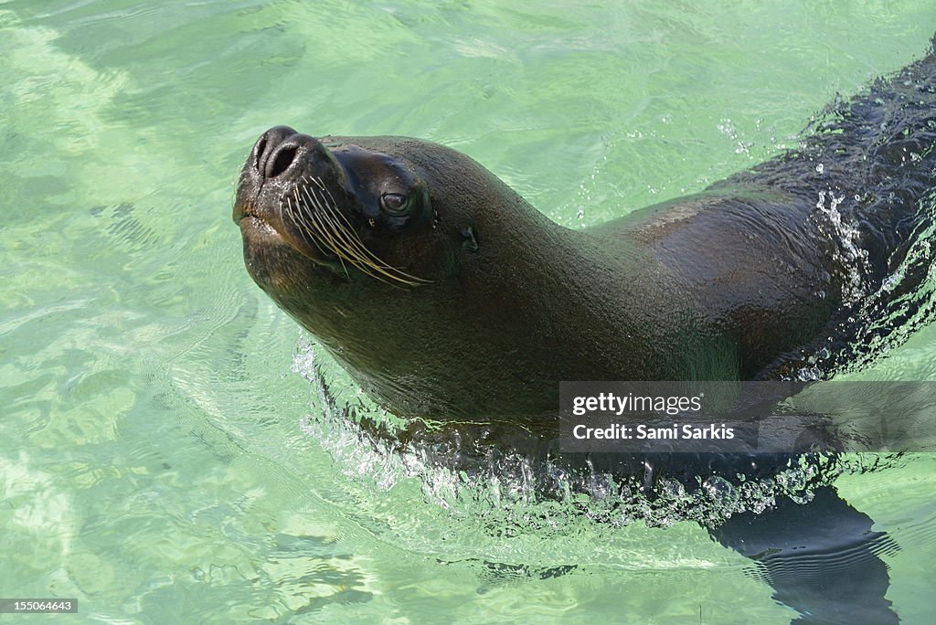 A sea lion swimming in the ocean