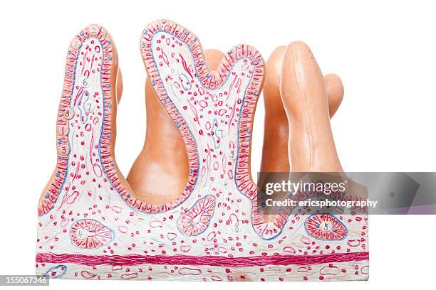 human jejunum on white background - small intestine stock pictures, royalty-free photos & images