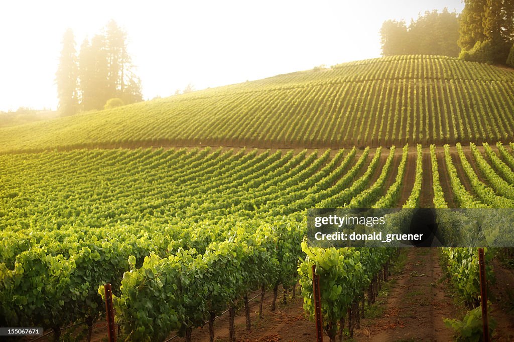 Vineyard on a hillside at sunrise or sunset