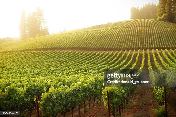 vineyard on a hillside at sunrise or sunset - rolling landscape stock pictures, royalty-free photos & images