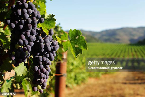 wine grape bunches overlooking vineyard in sunny valley - california stock pictures, royalty-free photos & images