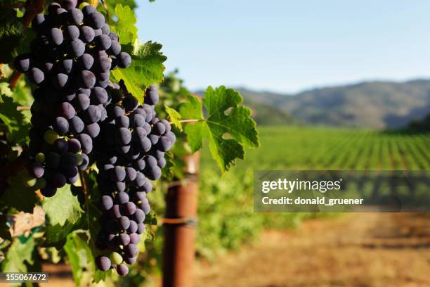 vinho, vinha de uva molhos com vista para vale de sol - vinha imagens e fotografias de stock