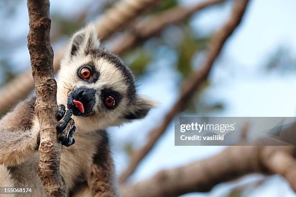 a lemur in a tree sticking its tongue out - lemur stockfoto's en -beelden
